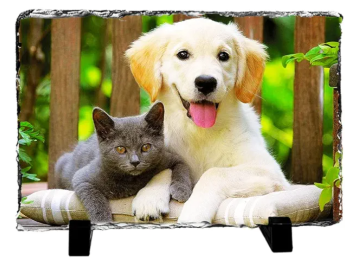 Dog and cat sitting together on a cushion with a wooden fence and greenery in the background